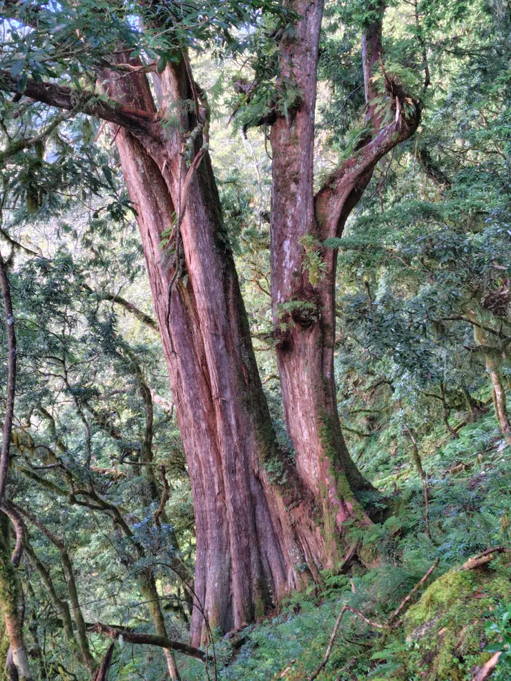 卑南主山山腰的紅檜大樹(Photo by. SHARP AQUOS sense8)