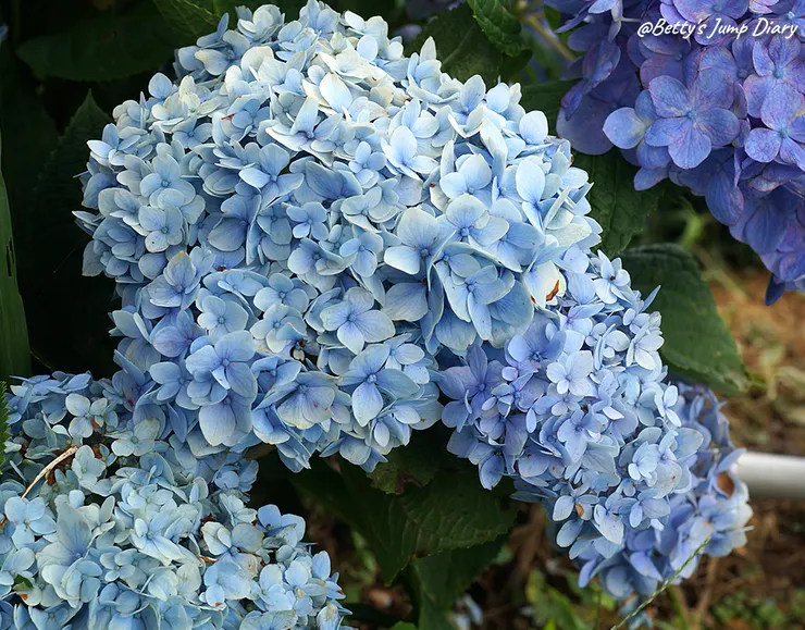 ▲桃園龍潭「穧粑崠咖啡農場」、「越軌咖啡」/ 圖片來源：Betty's Jump Diary