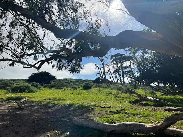 ▲回到了那一排樹, 在這裡坐坐休息兩分鐘!