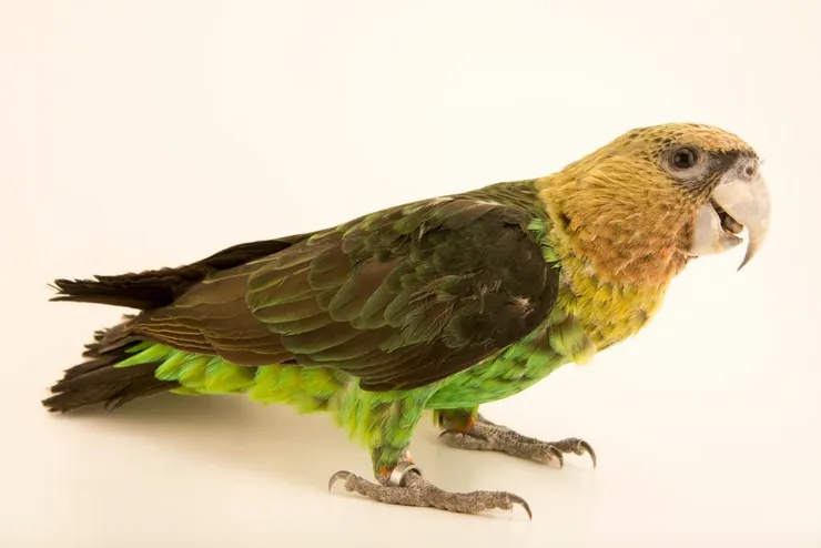 國家地理雜誌攝影團隊拍攝