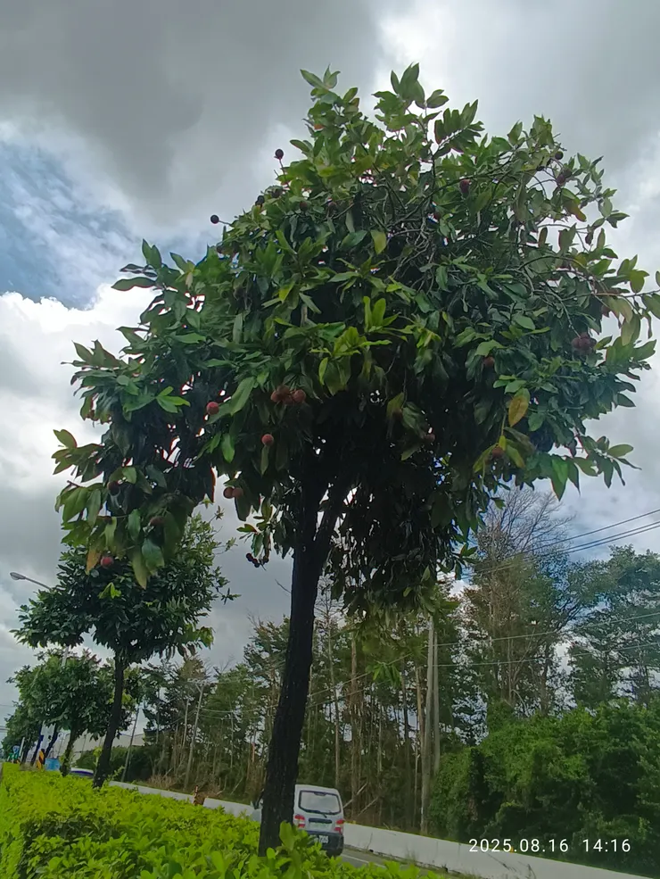 毛柿又名台灣黑檀