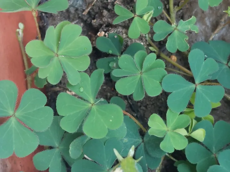 黃花酢漿草較長出現幸運草