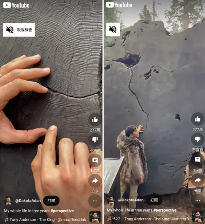 這個人手比的位置是他一生的長度,但對這顆大樹來說只是牠短短的幾年