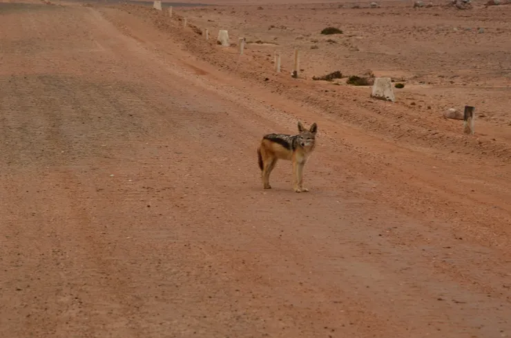 伺機而動的胡狼