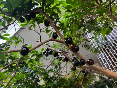 就問，怎麼防小鳥🐦？