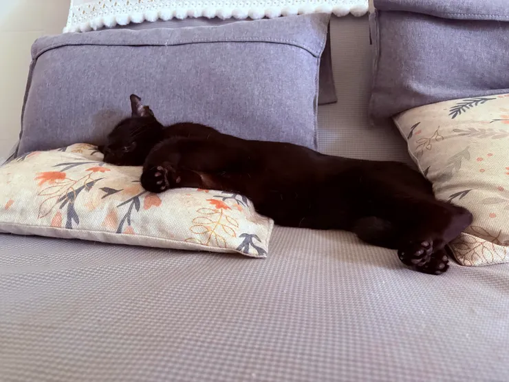 羨慕躺平的貓貓