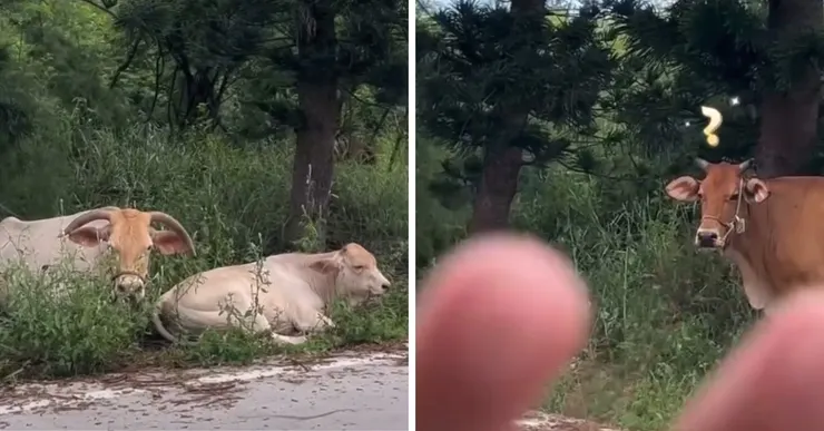 偶遇牛群,跟牛Say Hi