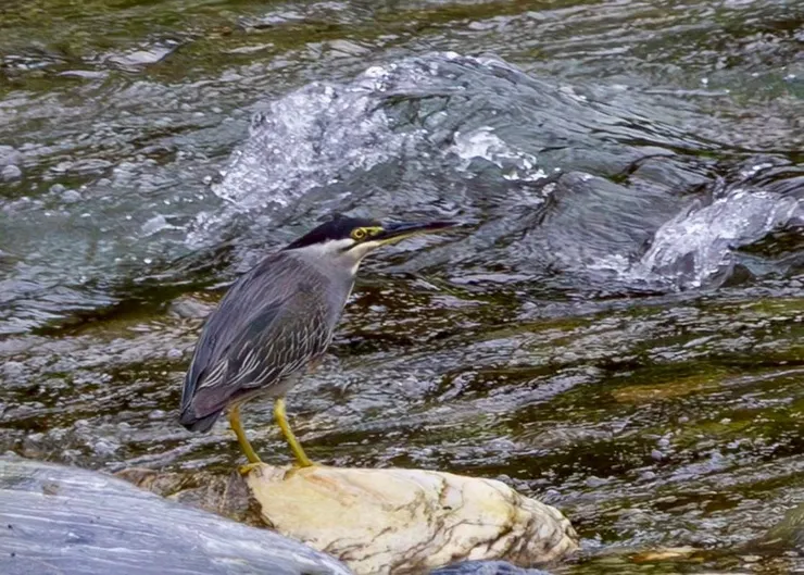 圖11 綠簑鷺一如往常現身迎賓(潘敏芝攝)