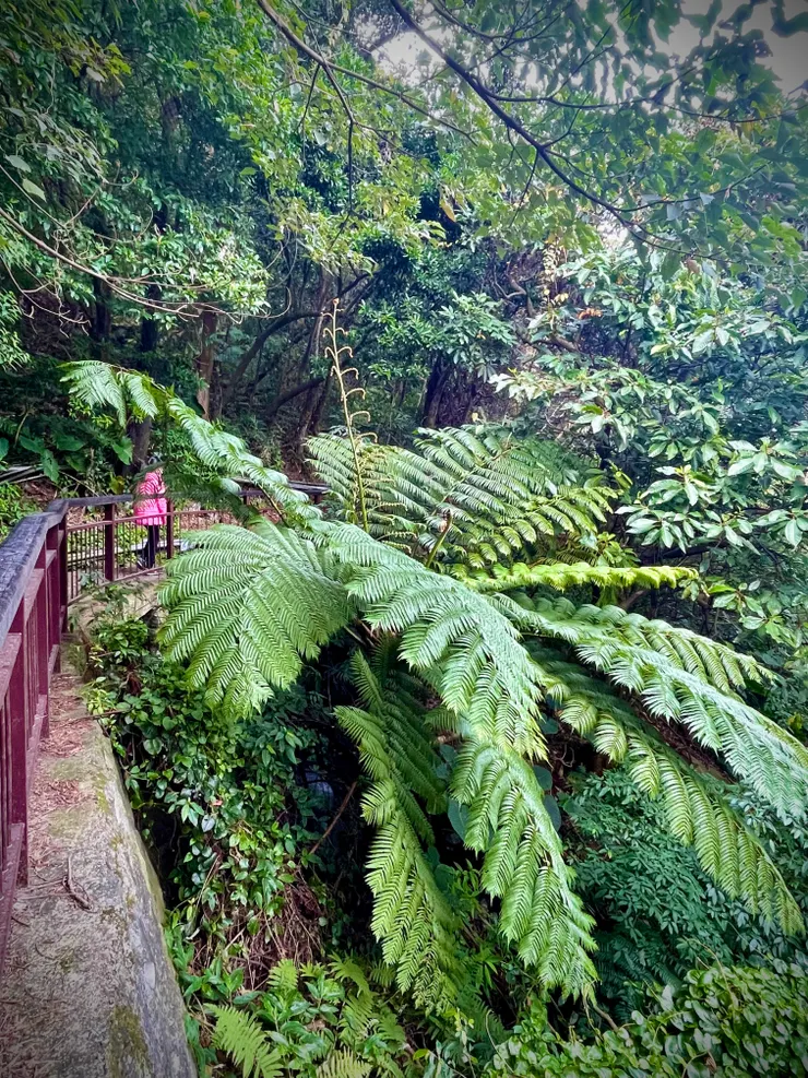 好健壯的筆筒樹