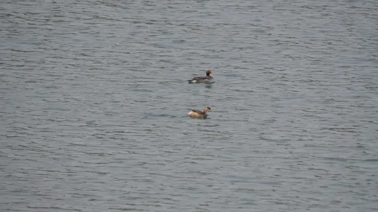 上：白秋沙 下：小鸊鷉