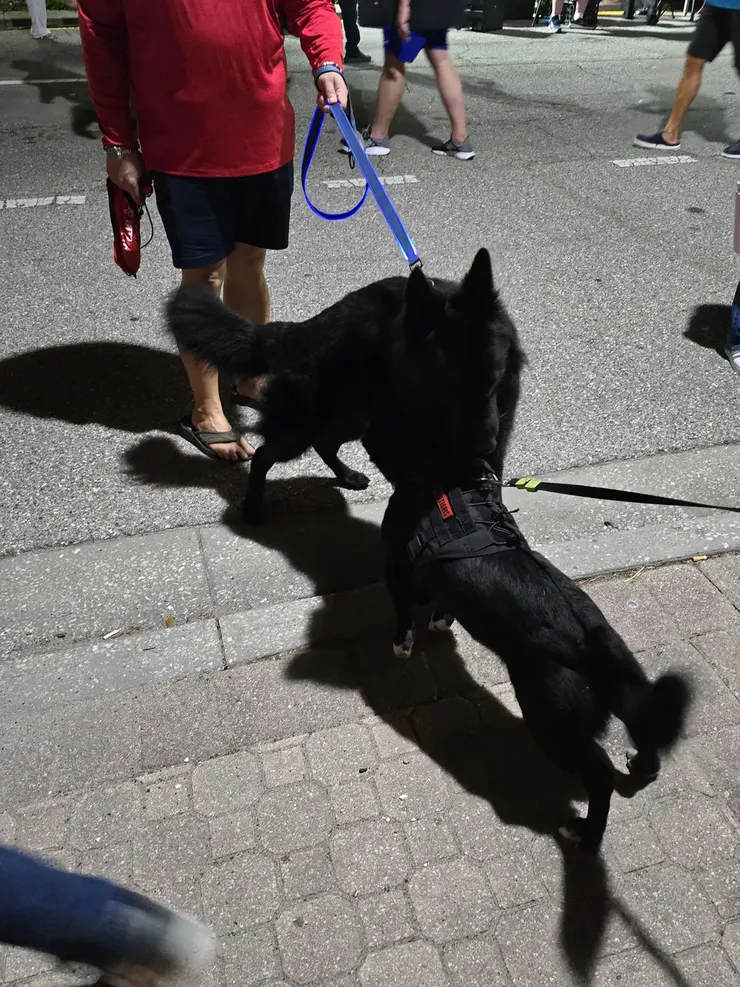 當地人都會幫寵物綁繩，但還是有不少動物會互相打招呼🤣