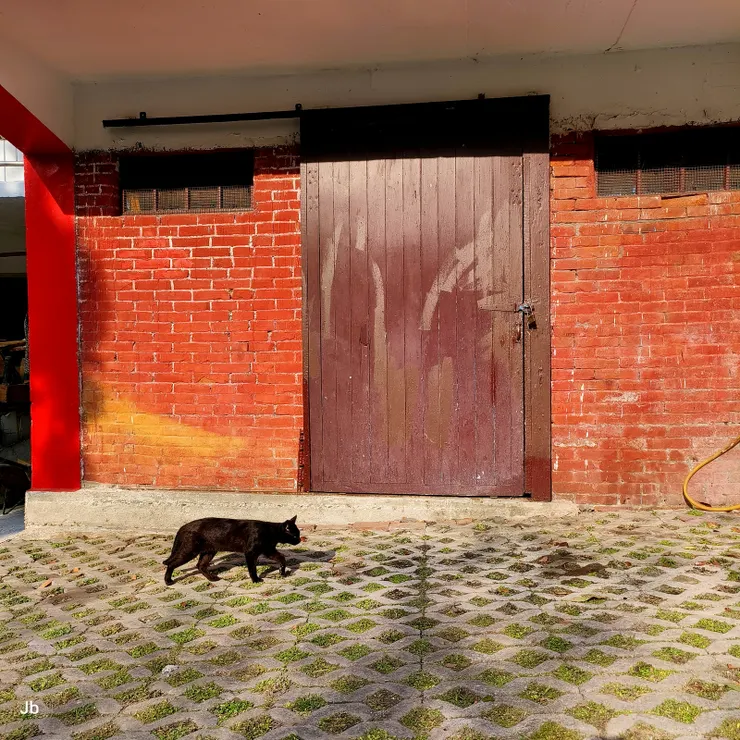 【經過天主堂到活動中心吃早餐！碰到一隻目中無人的貓自在走過紅磚牆。】