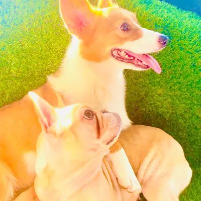 MD萌嘟_official的沙龍