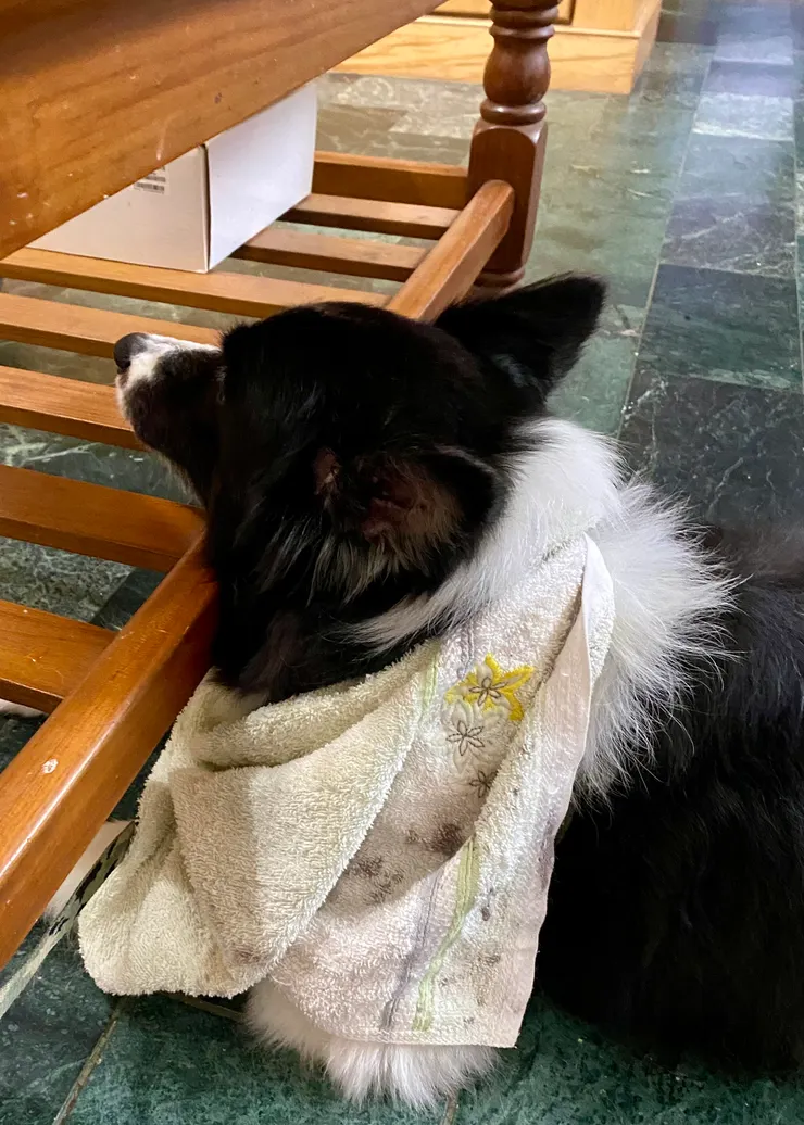 覺得我餵牠吃石頭在生氣