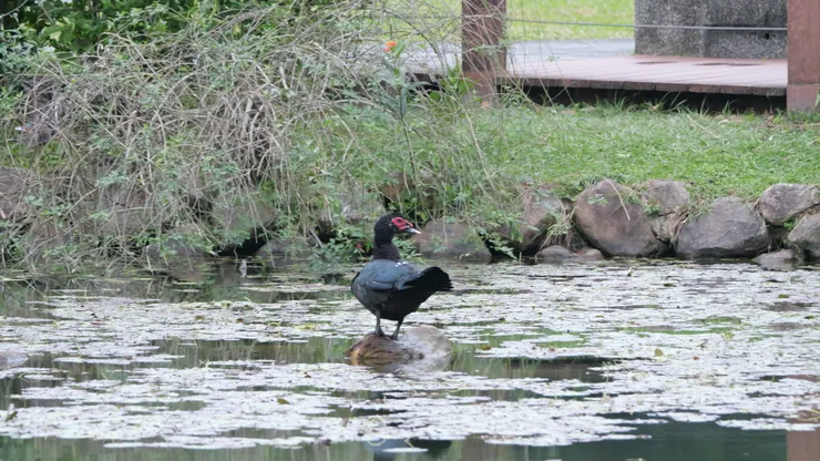 水池内也有一些觀賞鳥
