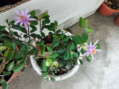 今日是穀雨，春天的最後一個節氣