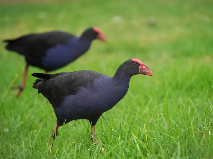 Australasian Swamphen