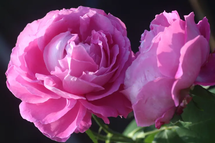 在冬陽下冉冉盛放的古老月季：牡丹月季