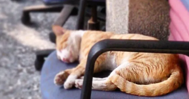 杏櫻子的果實分享站