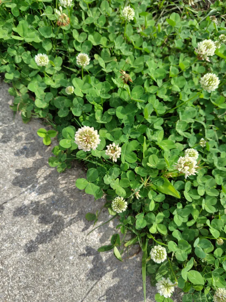 新北的大都會公園