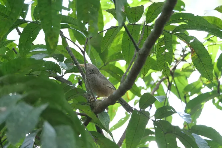 又是Yellow-billed Babbler