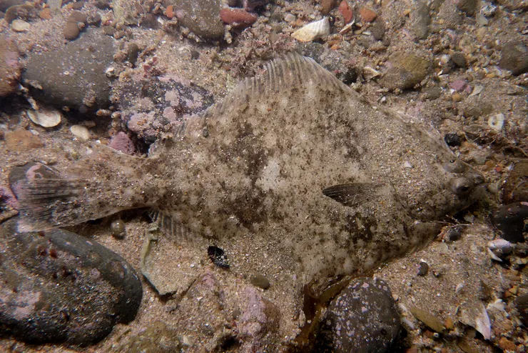 大家印象中的比目魚,黃褐色的體色能幫助牠們藏身於沙地之中。(圖片來源:lcolmer)
