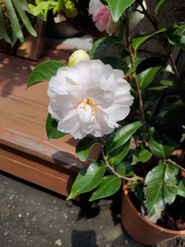 很漂亮的山茶花