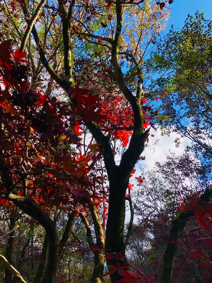 「松廬楓紅」松盧前楓樹品種為"掌葉楓"