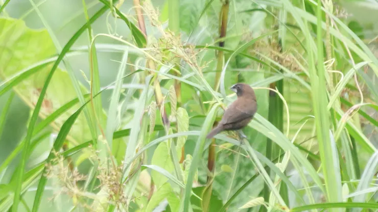 暗栗文鳥 Dusky Munia