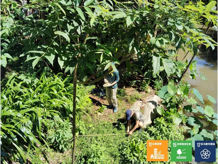 常遭「摘心處理」的食茱萸徒長出了過多的側芽，植株難以抽長枝葉，並還顯得有些滑稽