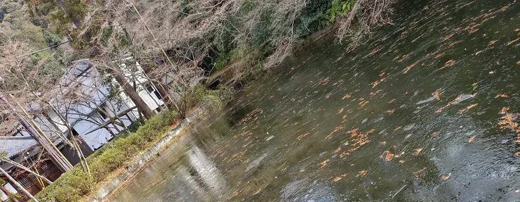 清水寺結冰的湖面。自行拍攝