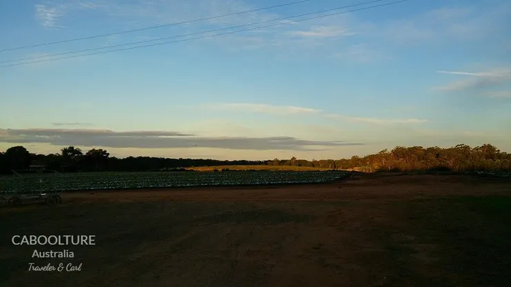 caboolture Farm 黃昏時分的草莓園