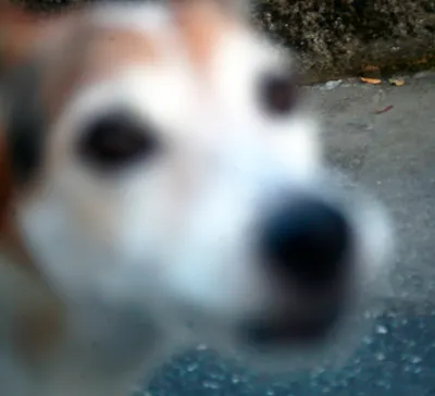 隨機森林咖啡沙龍