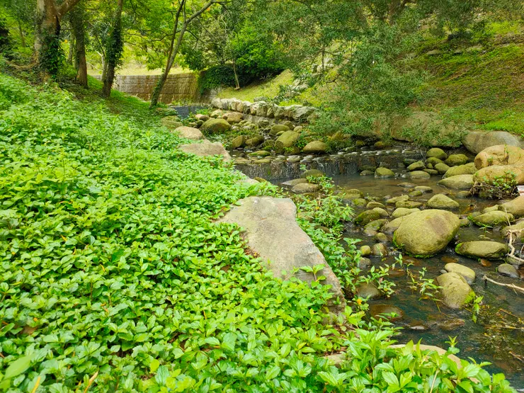 綠意盎然聒噪的小溪