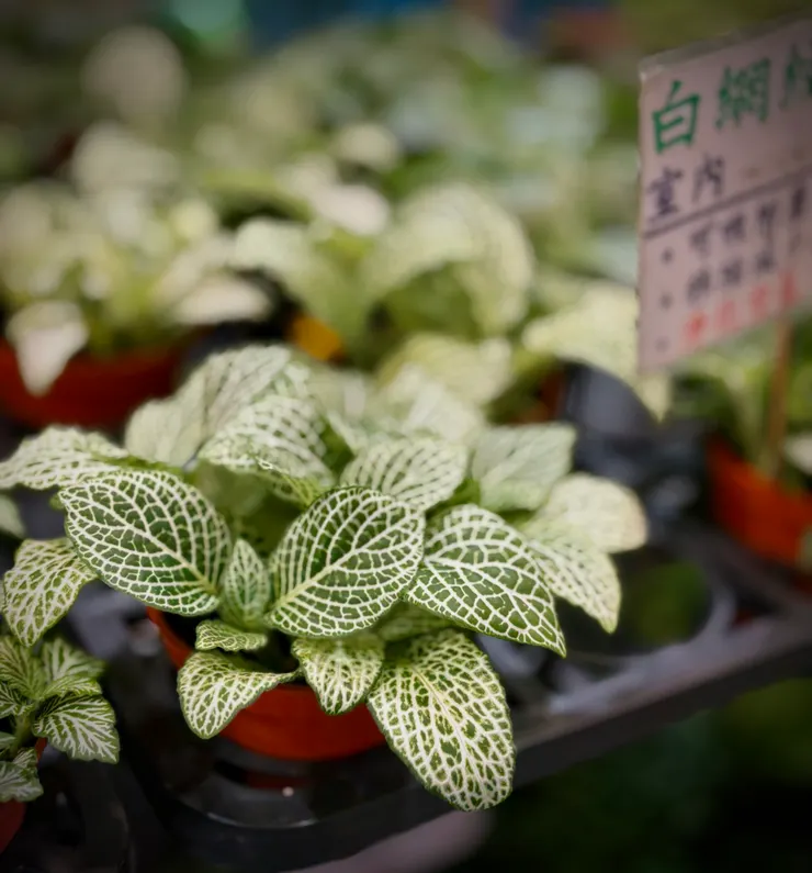 白網紋草我也喜歡，也很適合室內窗台