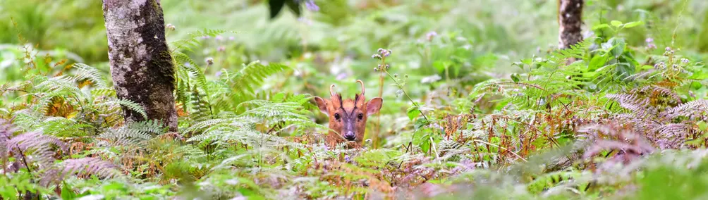 捕捉野生的李歐那的沙龍