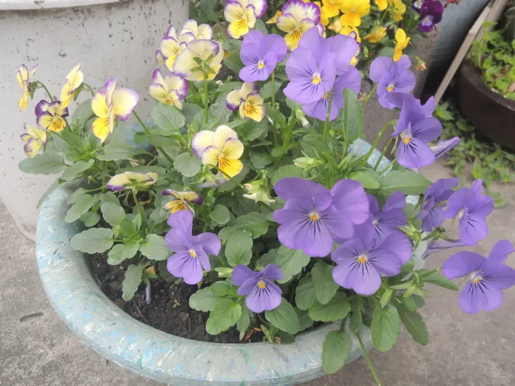 蒔緣花園