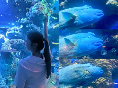 新加坡S.E.A.Aquarium介紹