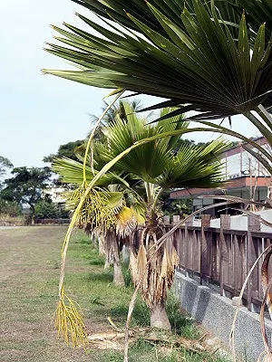 src