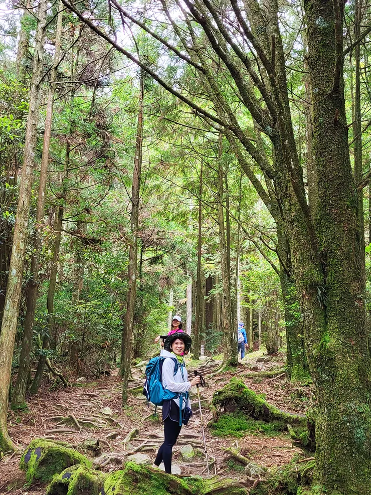 步道部分路段是盤根交錯的樹根，與高聳挺拔的杉木，彷彿置身童話世界