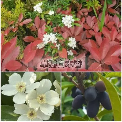 單瓣白木香
