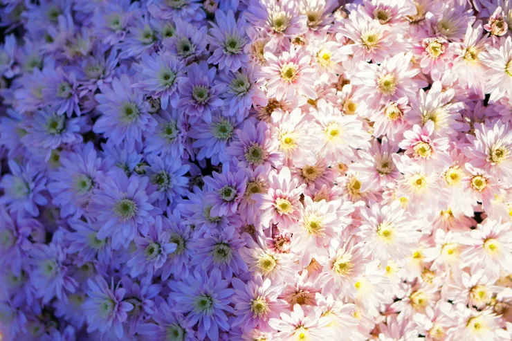 Photo by Yuka Tanaka on Unsplash