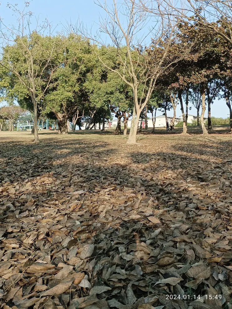 飄葉飛花湮情眼，自拍攝