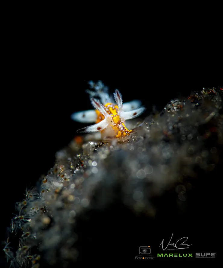 海蛞蝓（金豹）2mm / 土藍奔