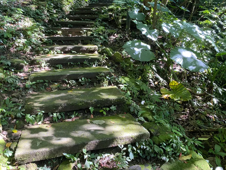 林蔭裡的光影很美