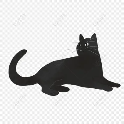 黑喵咪的聊天吧～