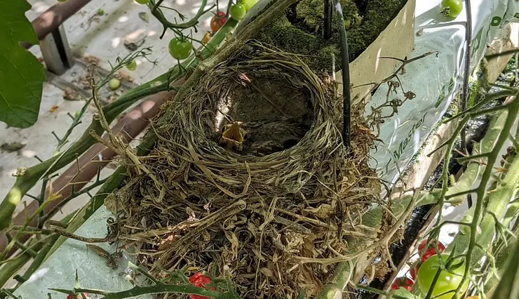 出生幾天的幼雛，張嘴是以為我要餵食給牠