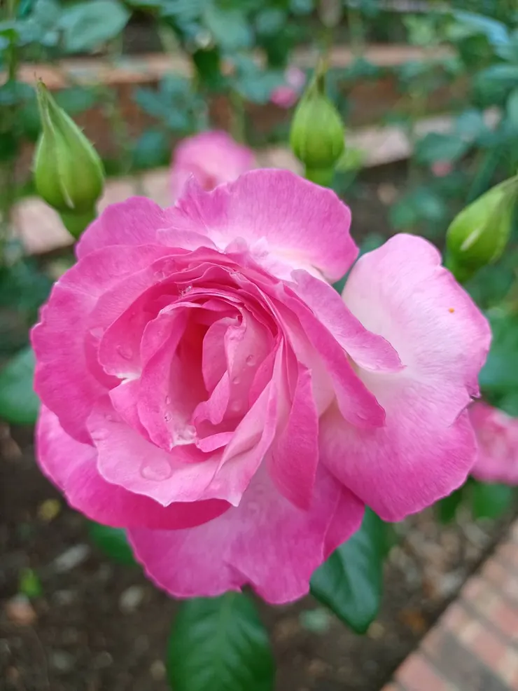 花名為「日出」