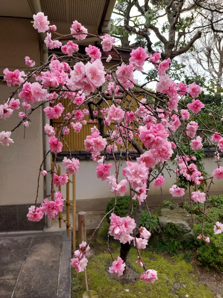 『乳峰禪寺』內的粉紅櫻花