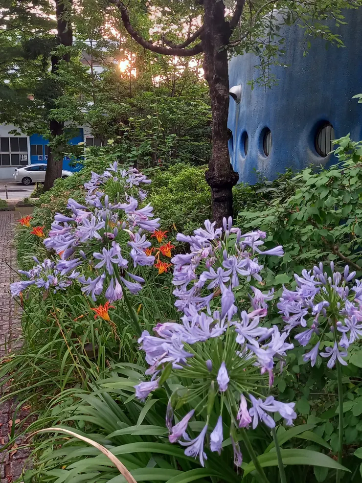 離開時看見的花叢，這種花名為「百子蓮」